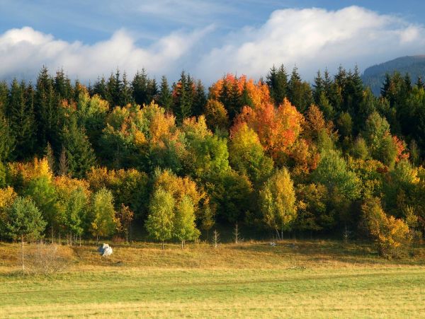 Slovakia