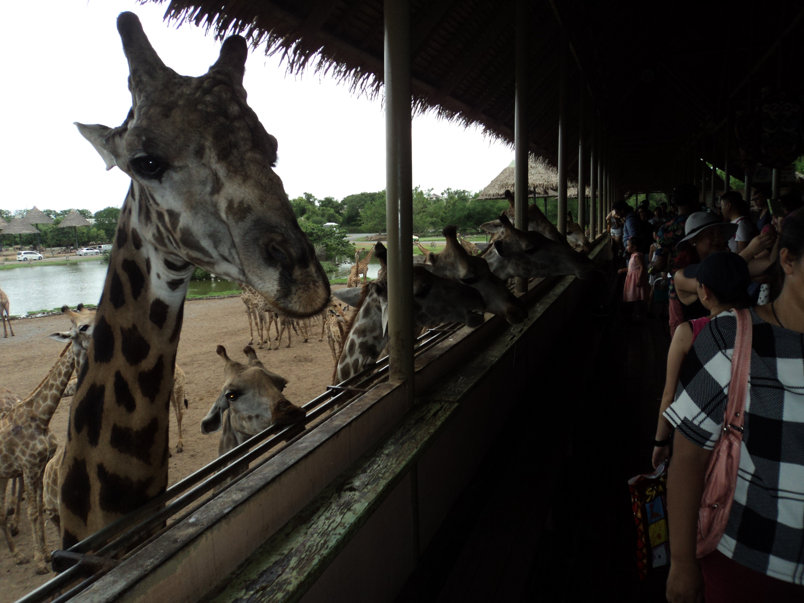 🦁 Day 5: Safari World & Marine Park with Lunch