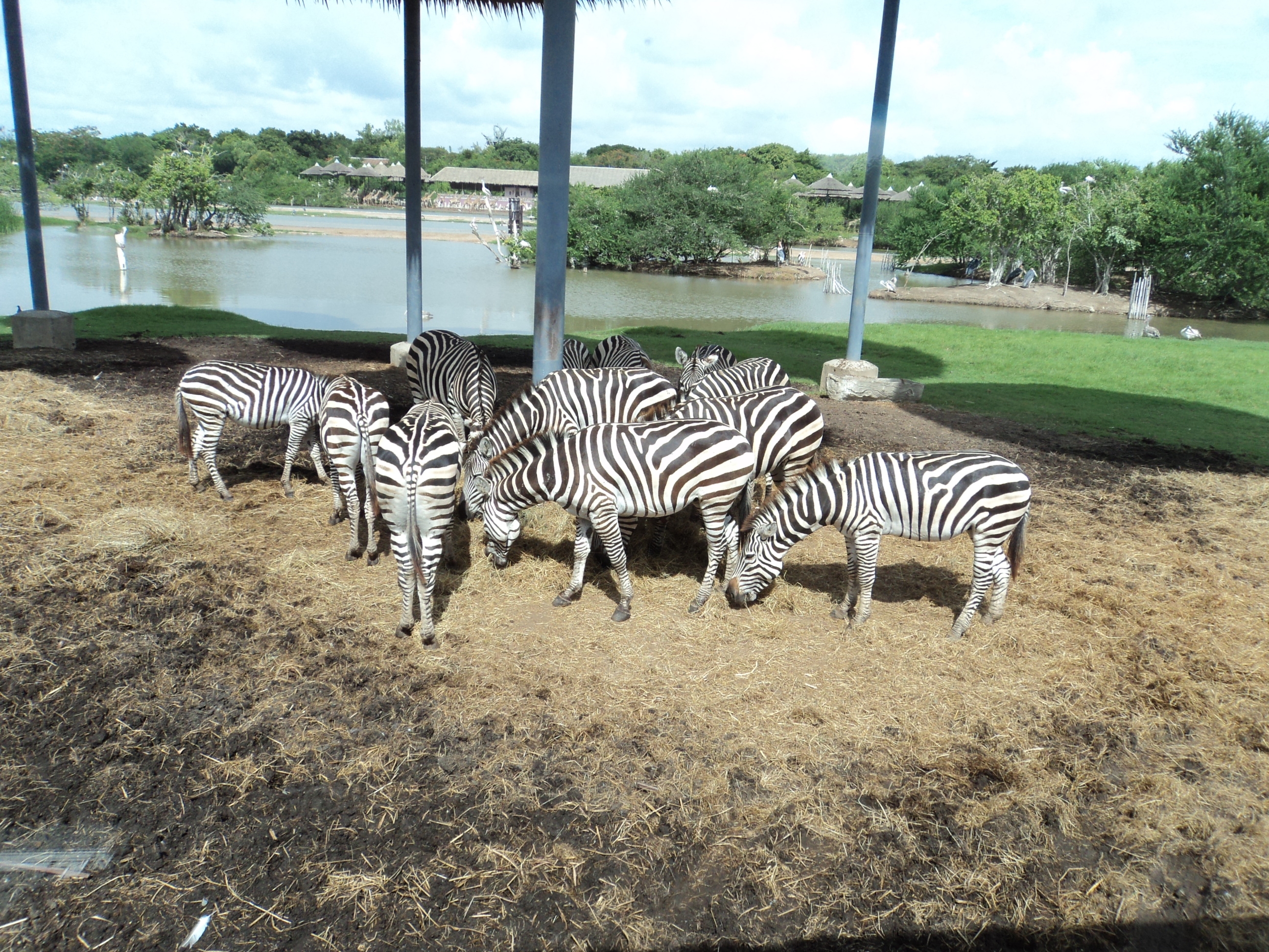 🦁 Day 6: Safari World & Marine Park