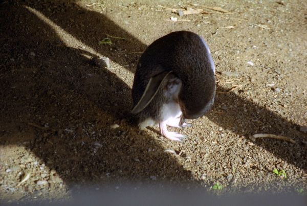 🐧 Day 6: Phillip Island Penguins