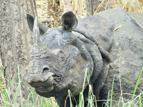 🐘 Nepal Golden Triangle with Chitwan