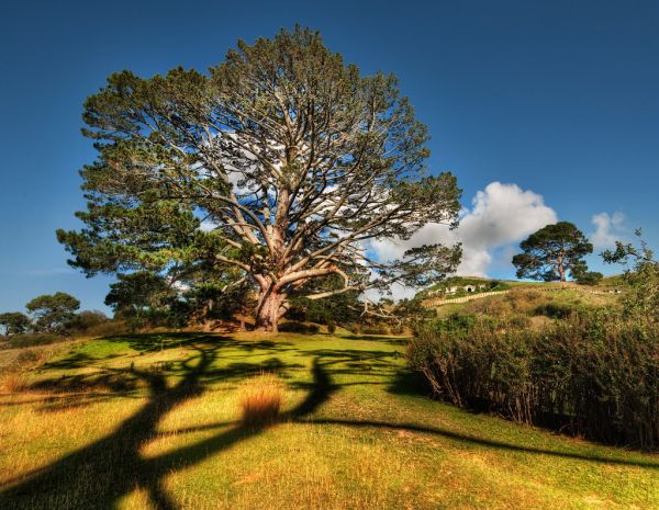 🧙 Day 3: Hobbiton + Polynesian Spa