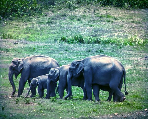 🐘 Day 3: To Thekkady + Elephant Camp