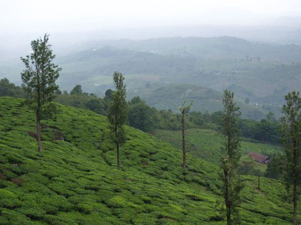Kozhikode