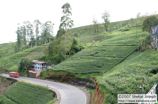 🍵 Day 5: Kandy → Nuwara Eliya