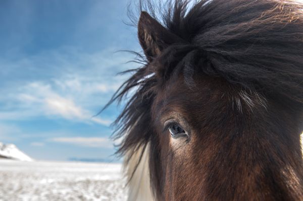 🐎 Day 5: Icelandic Horses + Final Hunt