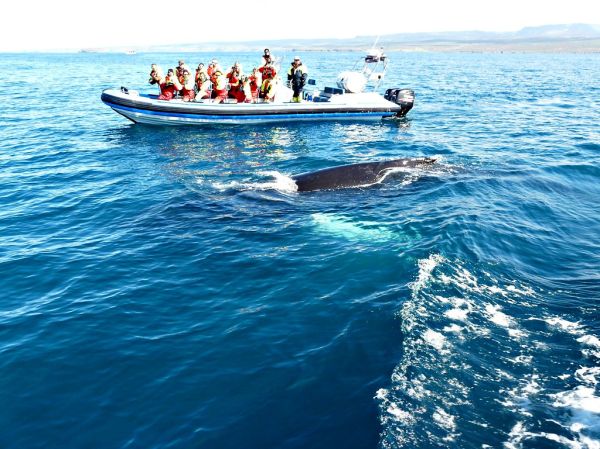 🐋 Day 6: Whale Watching or Aurora Finale