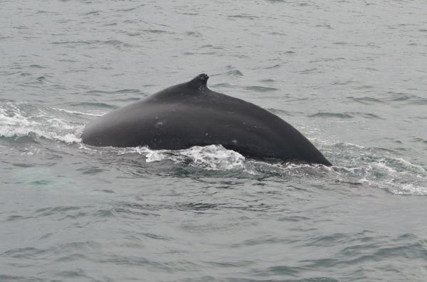 🐋 Day 4: Húsavík Whales + Goðafoss